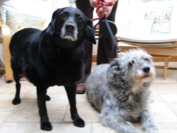 Roxy Wagtail is having a ball — Unknown