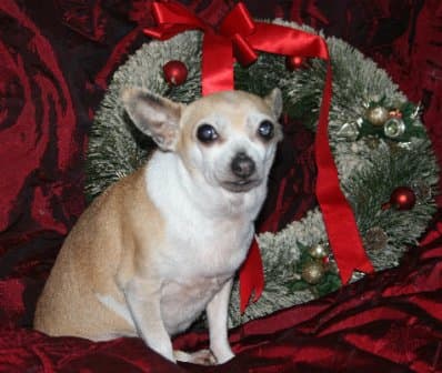 Trish the little treasure — Unknown