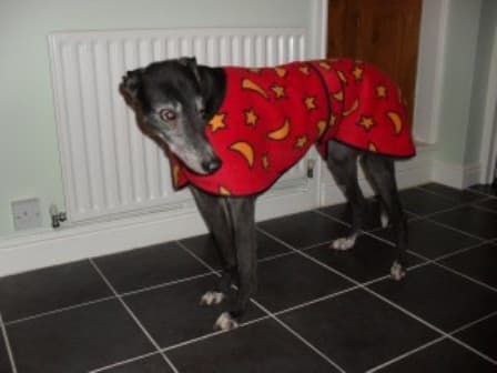 Gentle Joe Greyhound is just gorgeous — Unknown