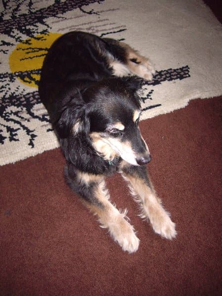 Lovely Lassie Valentine — Unknown