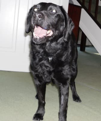 Butch the Magnificent — Unknown