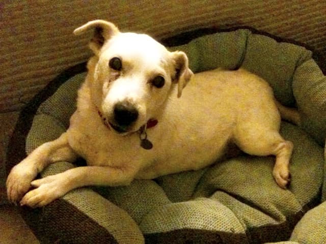 Snowy Russell — Unknown