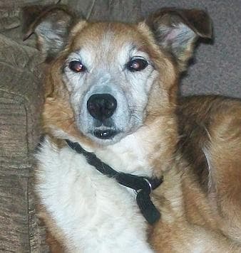 Loyal Ruby — Unknown