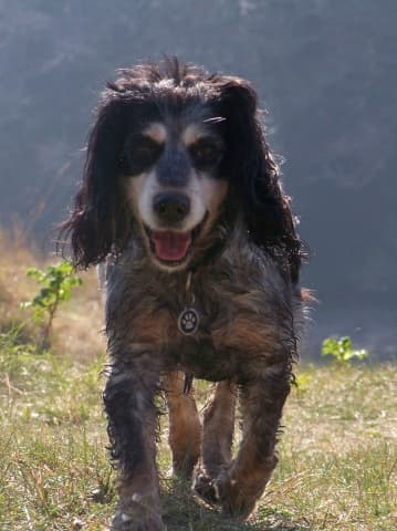 Woof Factor 2011 Results!! — Unknown