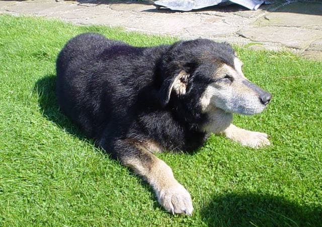 Gentle Emma – quiet and trusting — Unknown