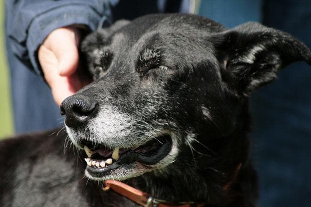 Sweet Starry — Unknown