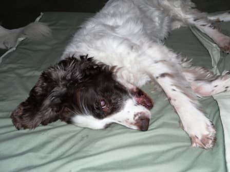 Lady Springer — Unknown