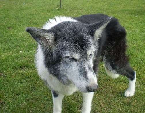 Sweet Peppy — Unknown