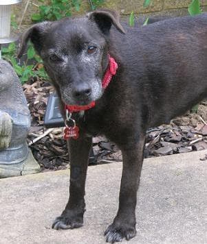 Forever home FOUND for Peggy Patterpaws! — Unknown