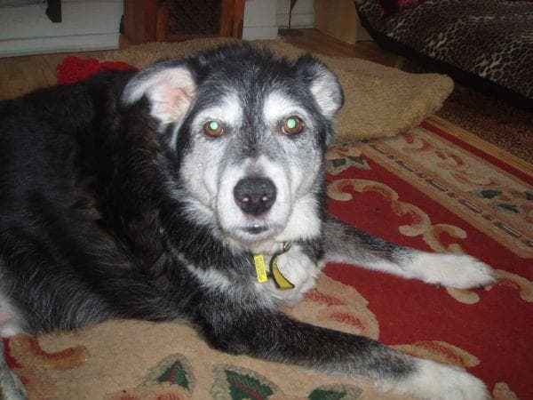 Shep the Shepster — Unknown