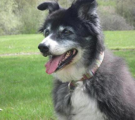 Delightful Daisy – — Unknown