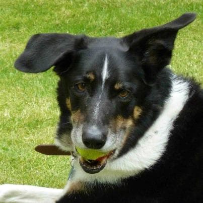 Schmedley — Unknown