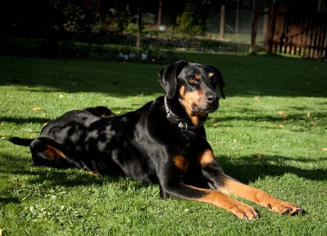 Zuper-Duper Zak Dobermann — Unknown