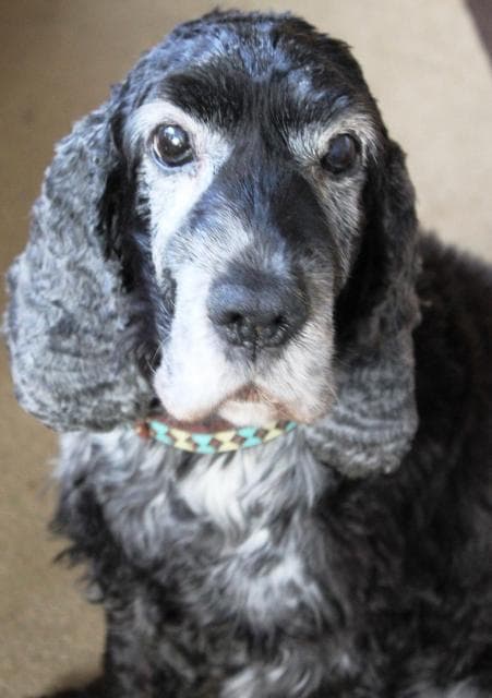 Barney Boo — Unknown