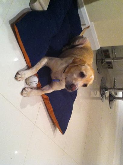 Cat-free foster homes needed! — Unknown