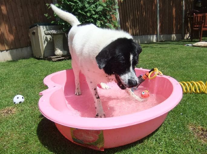 Rocco, the Paddling Toyhound — Unknown