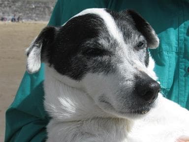 Bob the ‘Sausage’ Dog… — Unknown