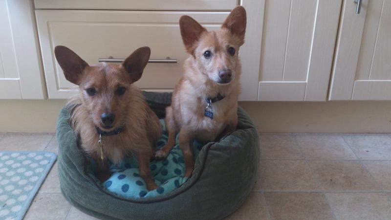 Australian Basil Brush and his twin! — Unknown