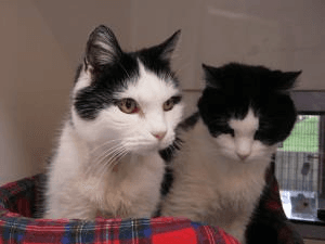 Bibi and Whitey — Unknown