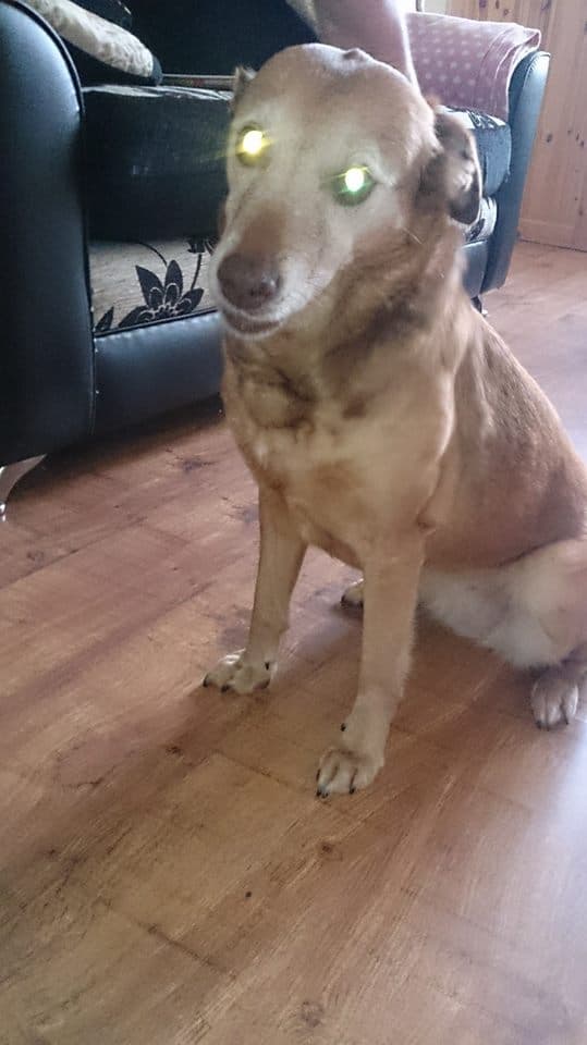 FOUND Sandy Has Gone Missing — Unknown