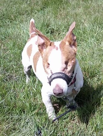 Terrier Tom — Unknown