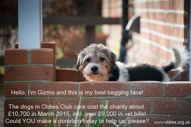 Gizmo and his best begging face — Unknown