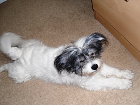 Charlie Chinese Crested — Unknown