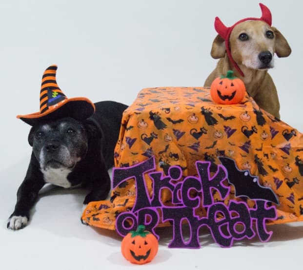 Howl-o-Ween Fun at Oldies Club — Unknown