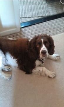 The tragedy of Toby — Unknown