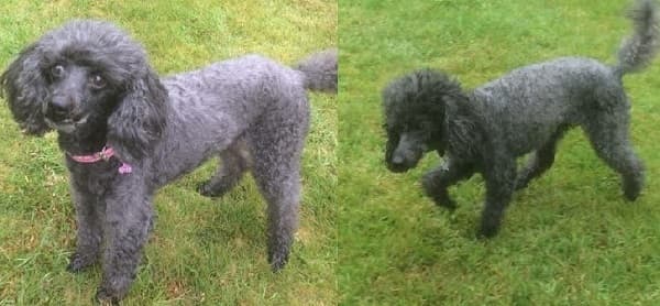 Chloe & Mia, Poodles! — Unknown