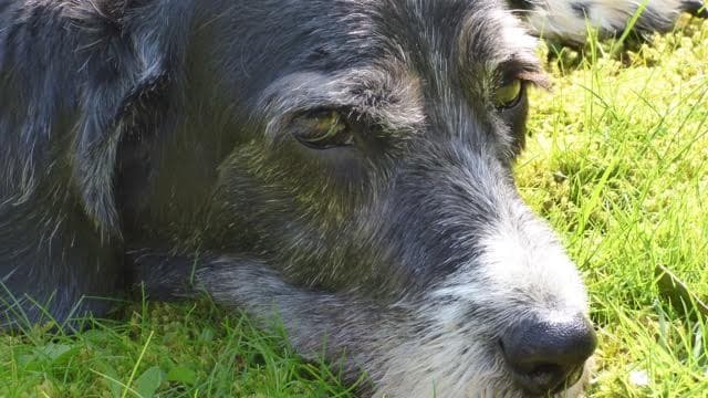 Woof Factor 2017 Results — Unknown