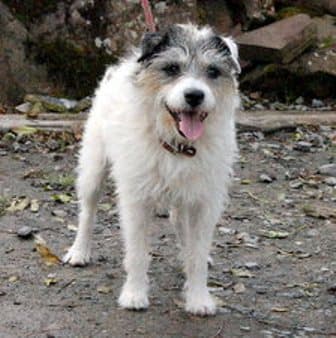 Choppa & Skynard — Unknown