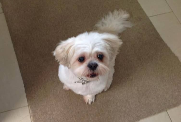 Golden the Oldie! — Unknown