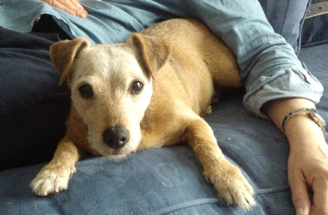 Pippy Perfection! — Unknown