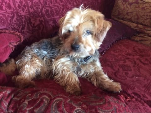 Faithful Fudge — Unknown