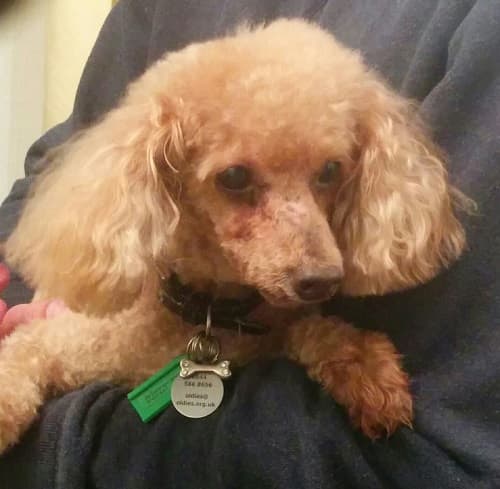 Petite Pepe — Unknown