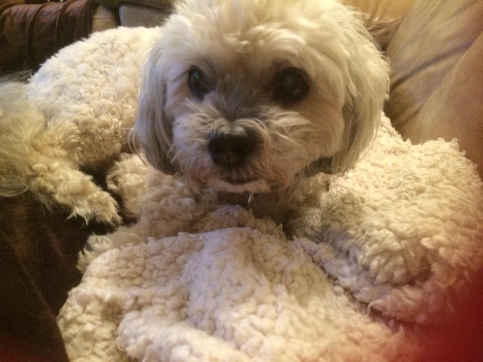 Devoted Douglas — Unknown