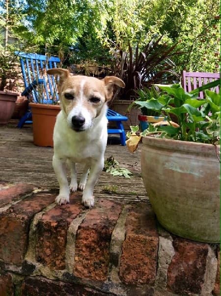 Sweet Sadie Russell — Unknown