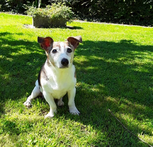 Home-comfort-loving Toby — Unknown