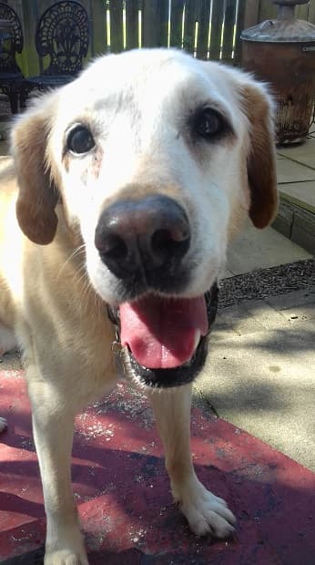 Jolly Molly Toastchops! — Unknown