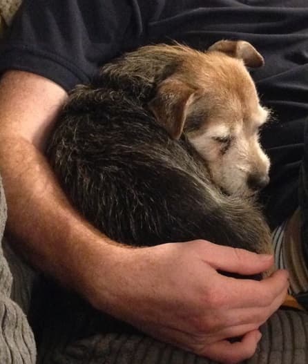 Tiny Tiger Lily — Unknown