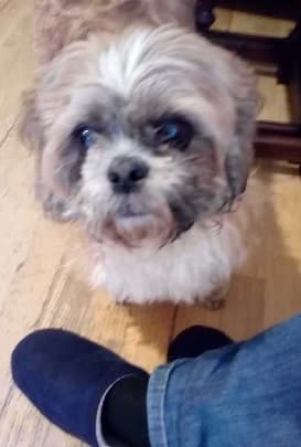 Poor little Fleur — Unknown