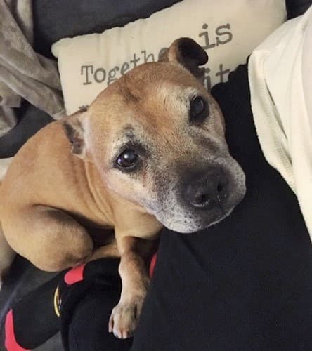 Golden hero Bailey! — Unknown