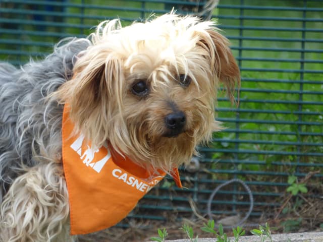 *Safe* Little Sybil has been found — Unknown