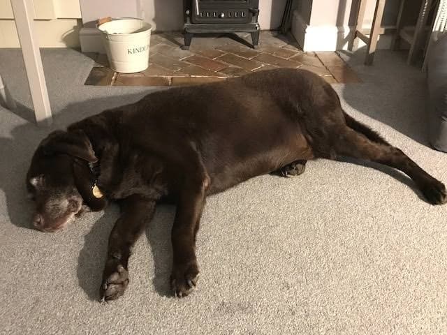 Chocolate Stanley Labrador! — Unknown