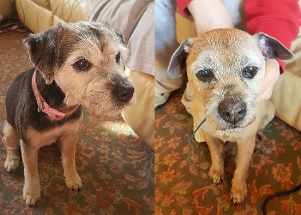 Devoted couple Gracie & Duke! — Unknown