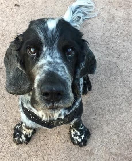 Robust Ronnie — Unknown