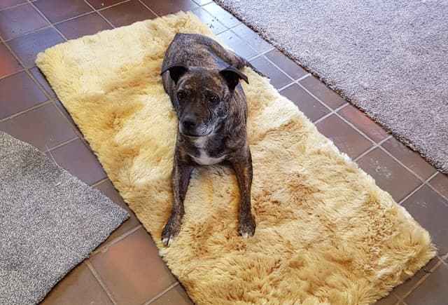 Bluebell — Unknown