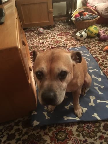 Brave Bailey now very much loved! — Unknown