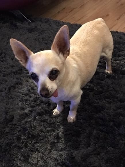 Precious Pepe, a twinkling star — Unknown